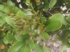Xylocarpus granatum