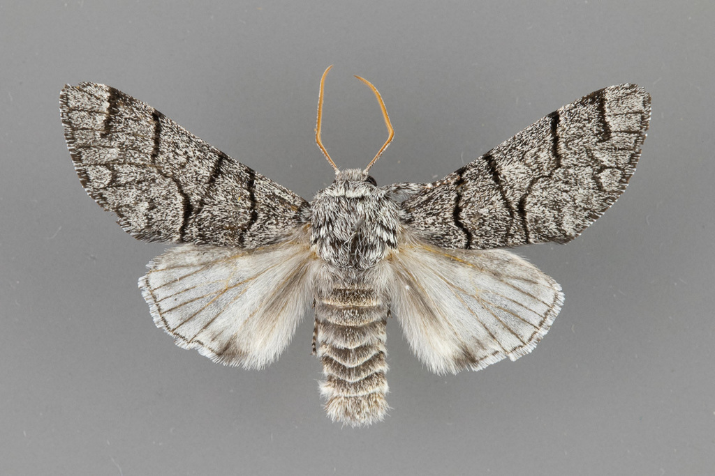 Panthea judyae
