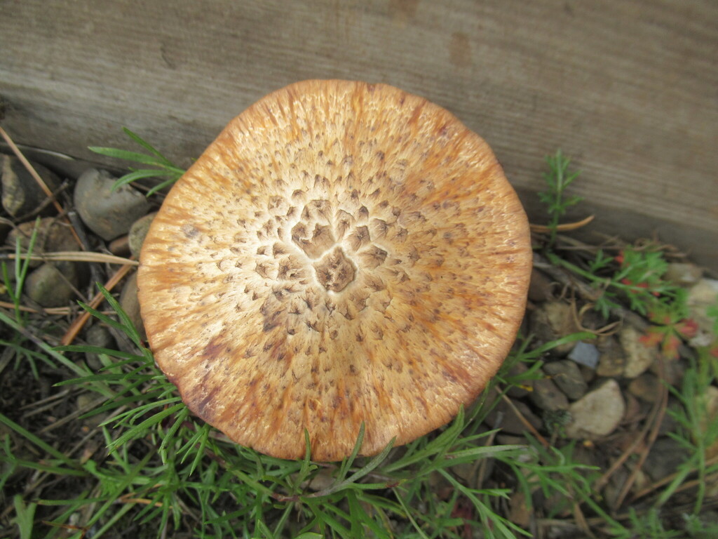 Neolentinus lepideus · September 2025 · photo: © smsergey (iNaturalist, cc-by-nc)