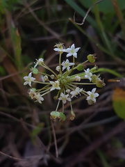 Hydrocotyle umbellata image