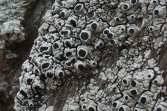 Pseudothelomma occidentale