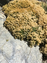 Ericameria cuneata