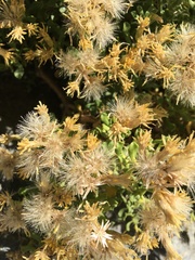 Ericameria cuneata