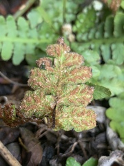 Asplenium phillipsianum