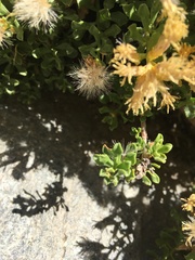 Ericameria cuneata