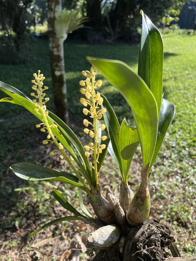 Pinalia moluccana