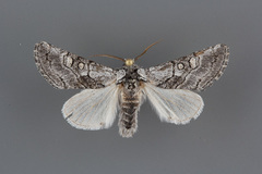 Pseudopanthea palata
