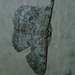Boarmiini
