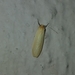 Lithosiina