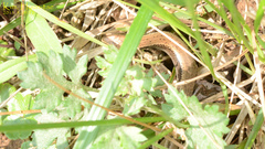 Scincella vandenburghi