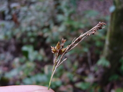 Rhynchospora miliacea