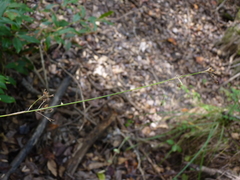 Rhynchospora miliacea