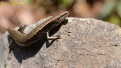 Scincella vandenburghi