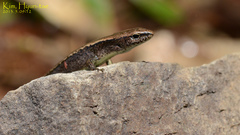 Scincella vandenburghi