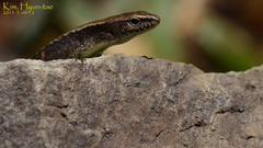 Scincella vandenburghi