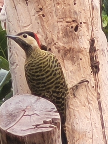 Green-barred Woodpecker