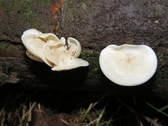 Ossicaulis lignatilis