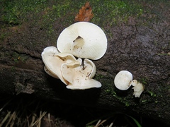 Ossicaulis lignatilis