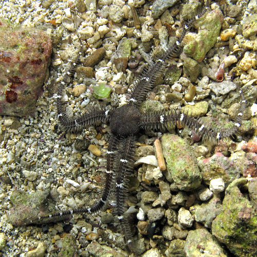 Breviturma doederleini observed 2015-01-28
