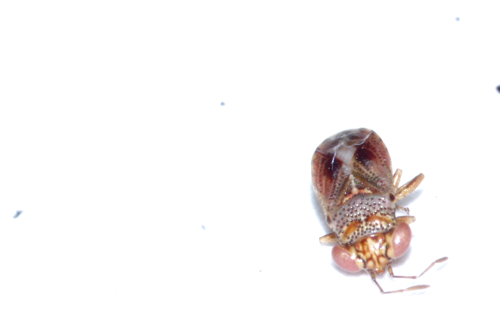 Stylogeocoris biroi