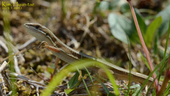 Takydromus wolteri