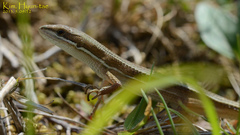 Takydromus wolteri