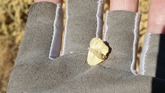 Atriplex canescens canescens