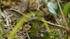 Takydromus wolteri