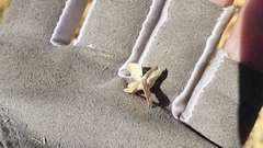 Atriplex canescens canescens