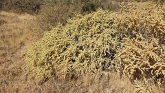 Atriplex canescens canescens