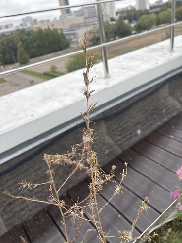 Наблюдение на iNaturalist