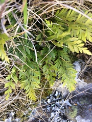 Asplenium appendiculatum appendiculatum