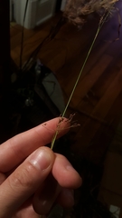 Rhynchospora miliacea