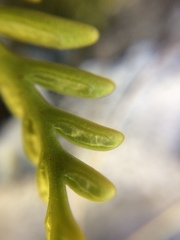 Asplenium appendiculatum appendiculatum