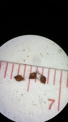 Rhynchospora miliacea