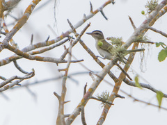 Vireo chivi