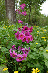 Primula pulverulenta