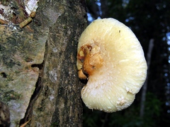 Pholiota heteroclita