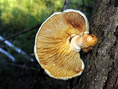 Pholiota heteroclita