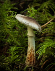 Lepiota flammeotincta