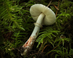 Lepiota flammeotincta