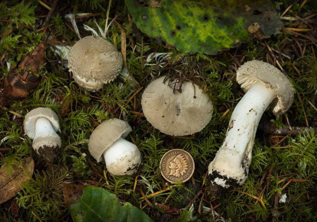 American Floury Amanita