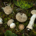 American Floury Amanita - Photo (c) Mike Potts, some rights reserved (CC BY-NC-SA), uploaded by Mike Potts