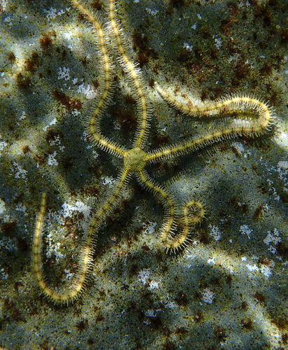 Macrophiothrix longipeda observed 2023-11-22