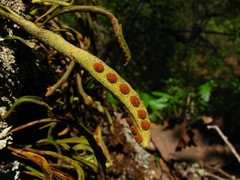 Pleopeltis polylepis