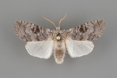Meleneta antennata