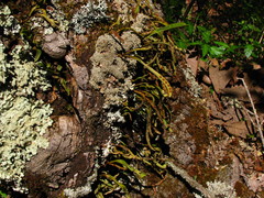 Pleopeltis polylepis