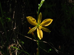 Echeandia reflexa