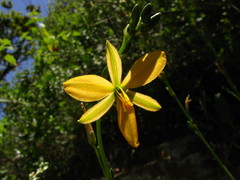 Echeandia reflexa