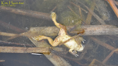 Pelophylax chosenicus